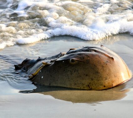 Horseshoe-crabs.jpg