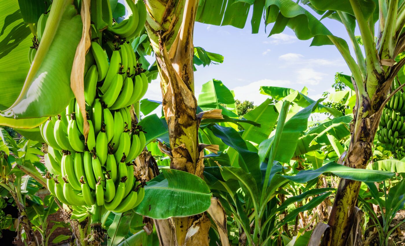 Deadly banana disease has arrived in Southeast Asia