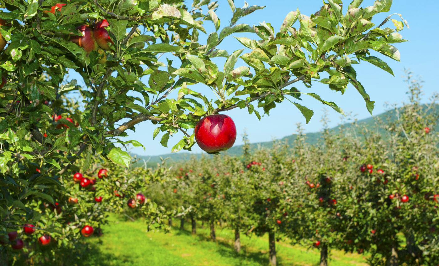 Arsenic in Connecticut wells linked to former fruit orchards