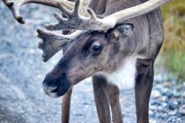 Eye,Of,The,Caribou,In,Alaska,Denali,National,Park