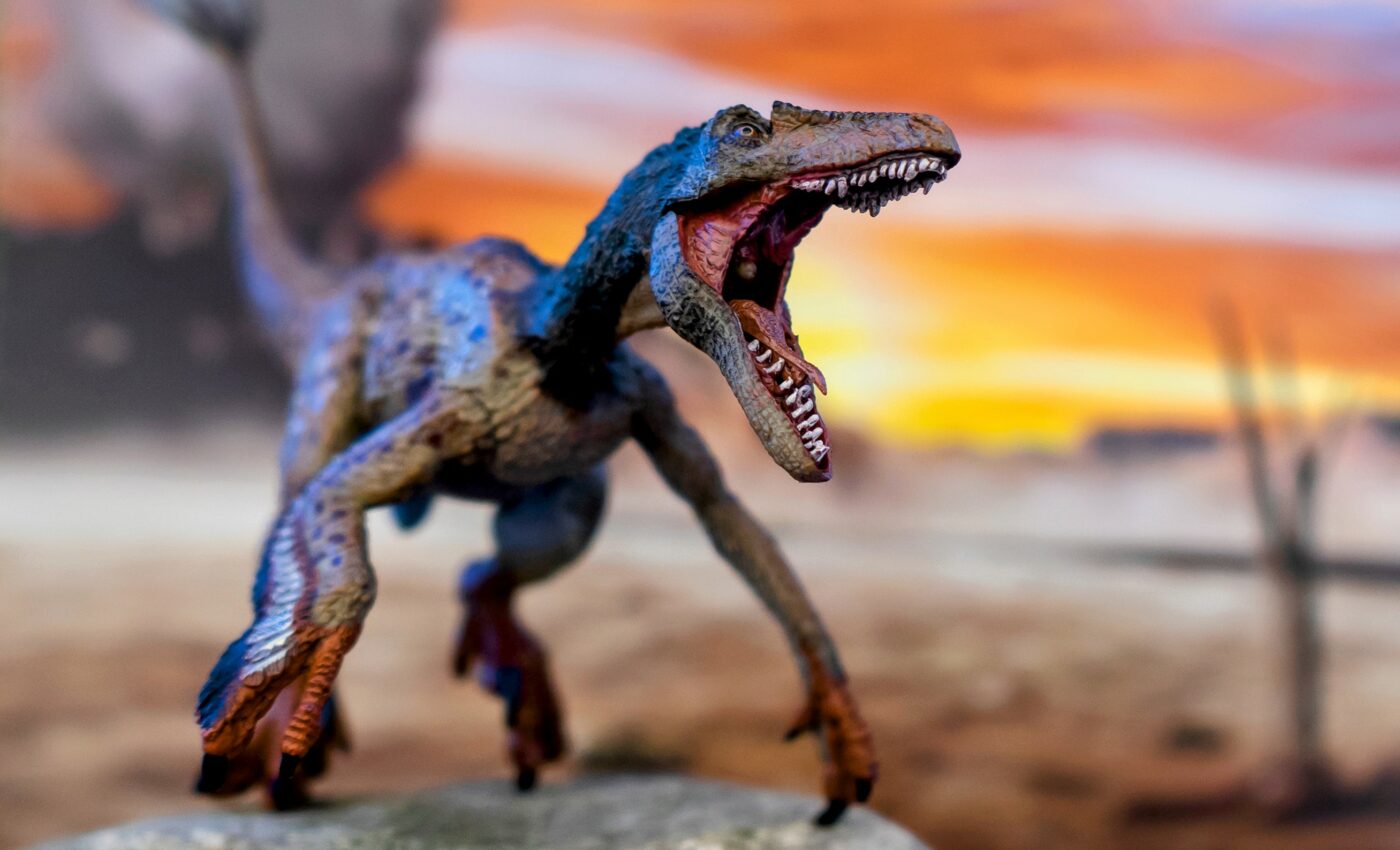 A new dinosaur species related to Velociraptors has been found