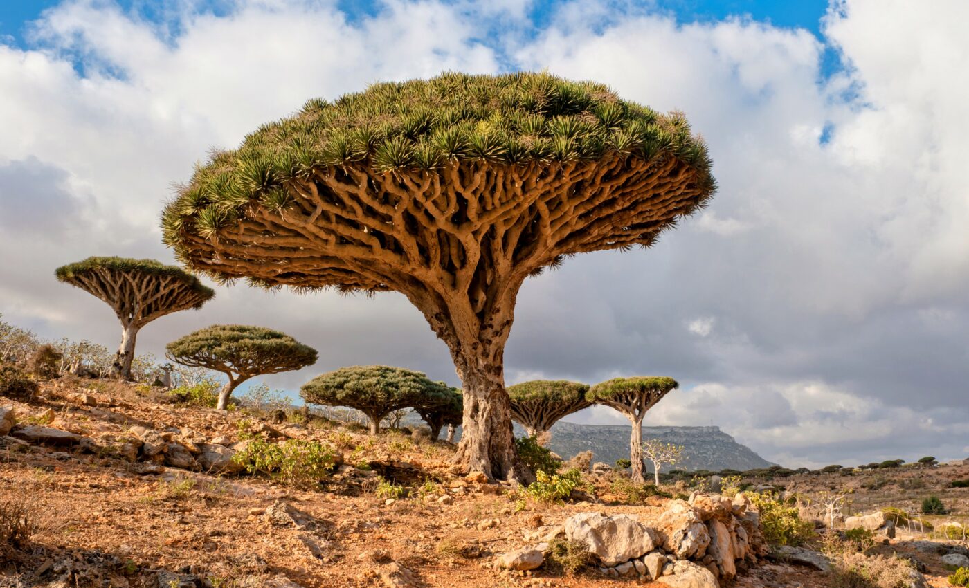 Plant traits are shaped by climate and soil conditions