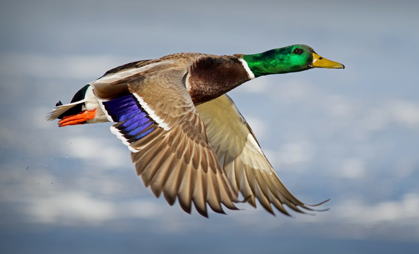 Dinosaurs may have had pops of color like modern ducks