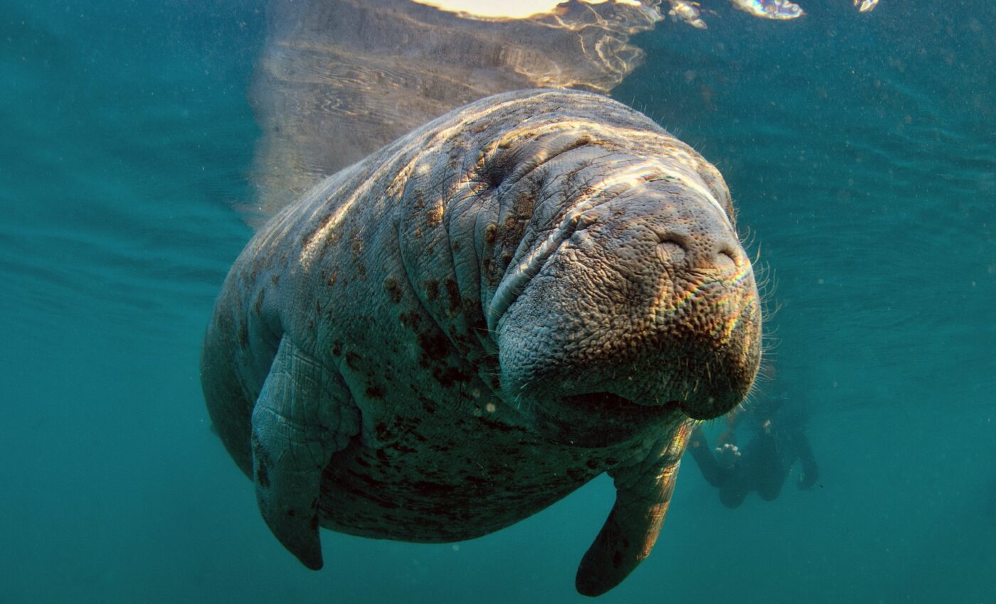 Conservation groups sue the EPA over manatee deaths