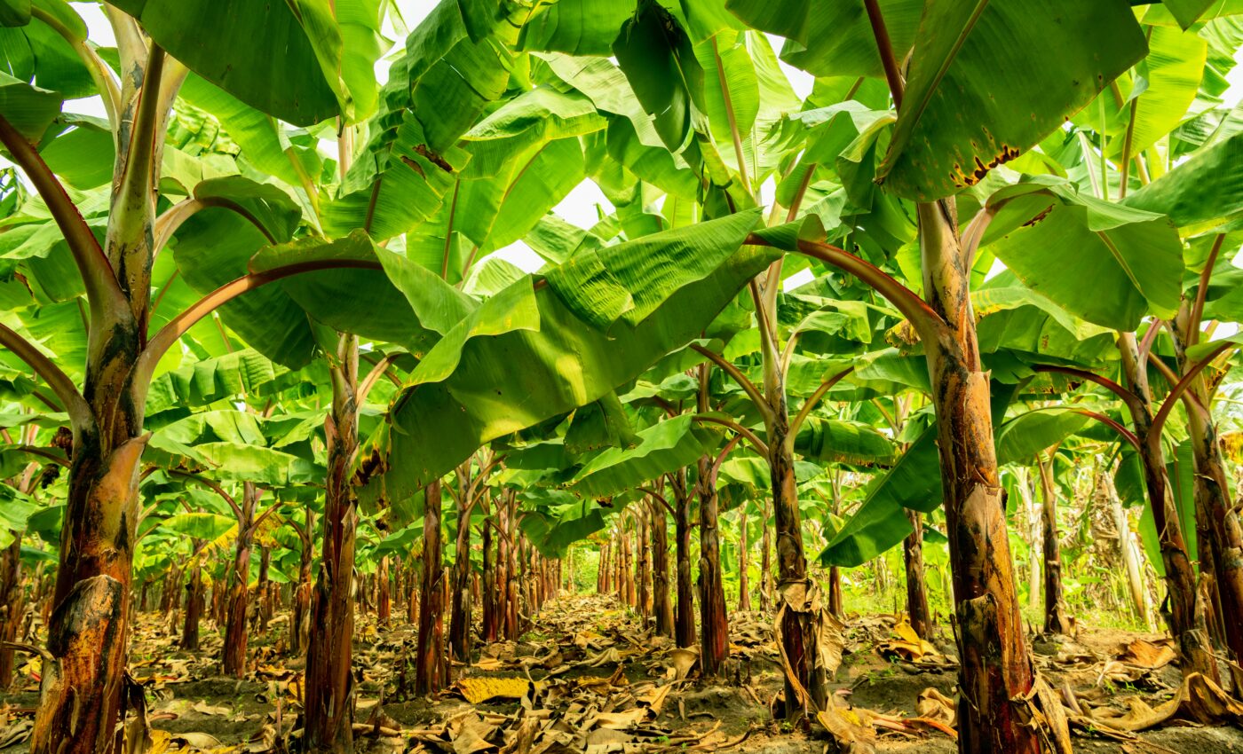 New breakthrough will promote disease resistance in bananas