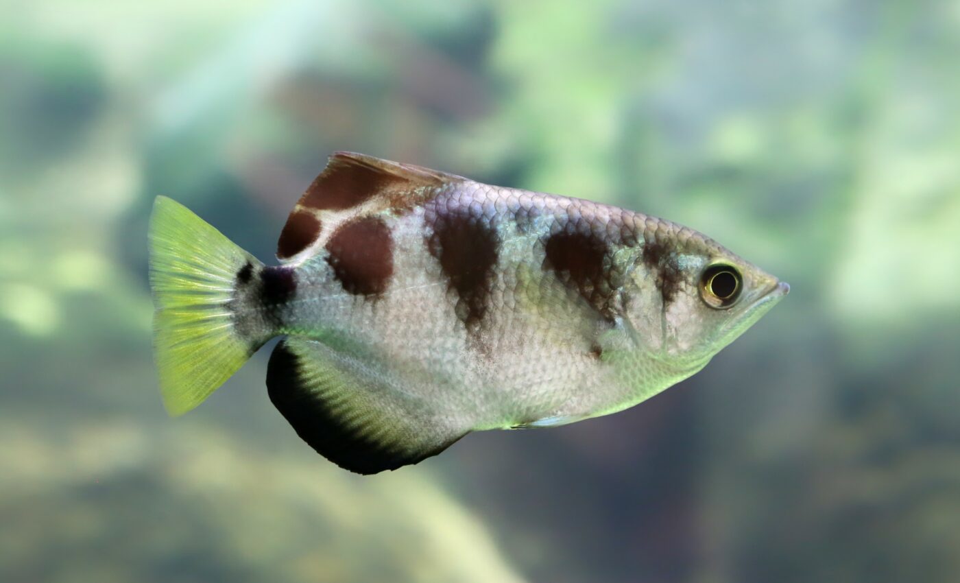 Banded archerfish are capable of counting
