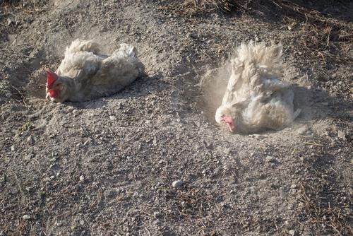 More Dirt = More Clean? What Is a Dust Bath?