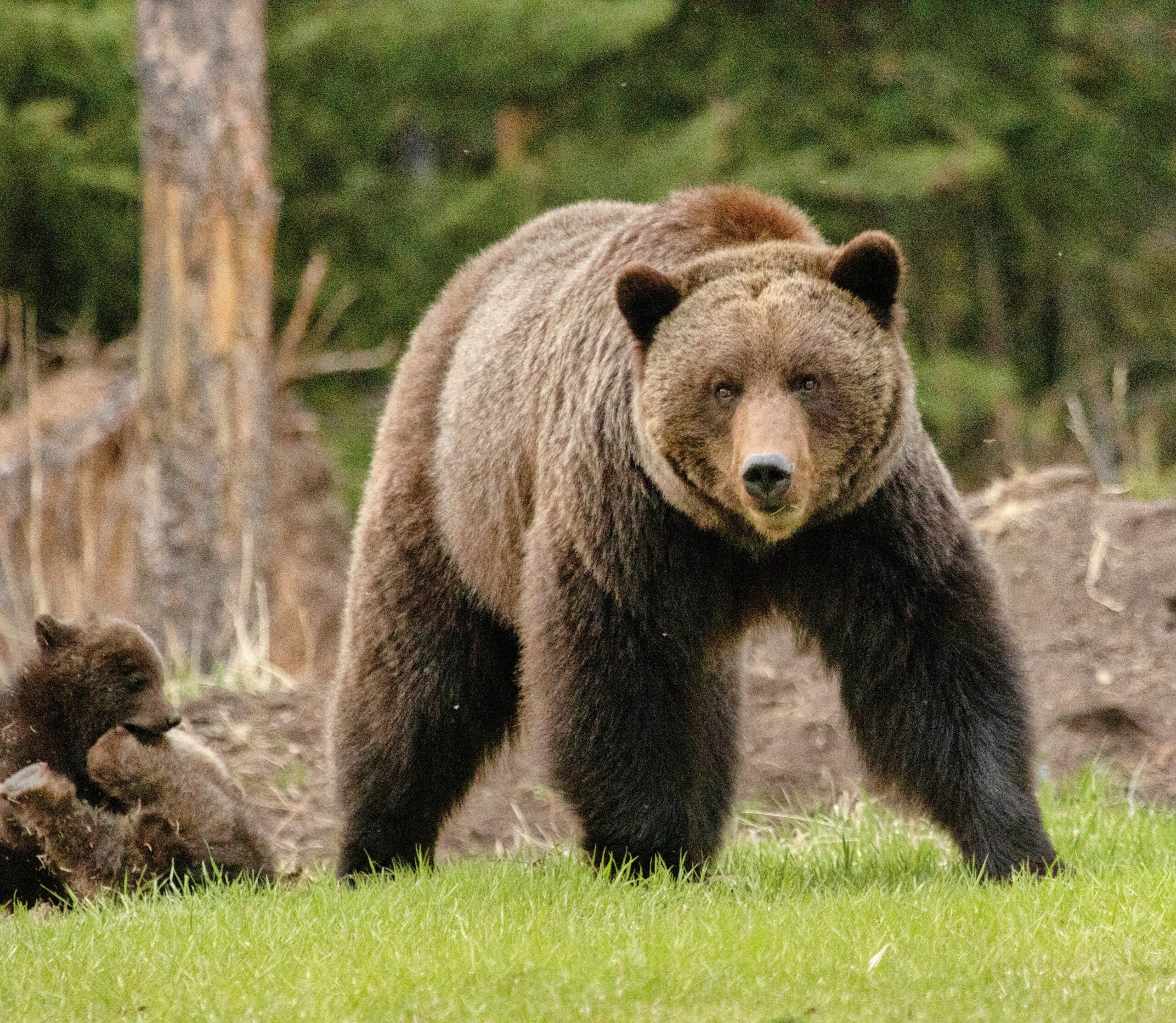 Wild-bears2.jpg