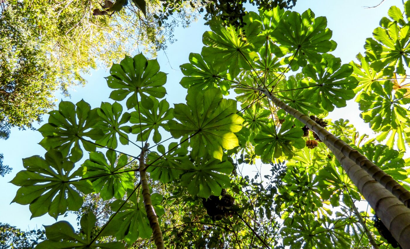 Ants living in Cecropia trees quickly repair wounds to their host