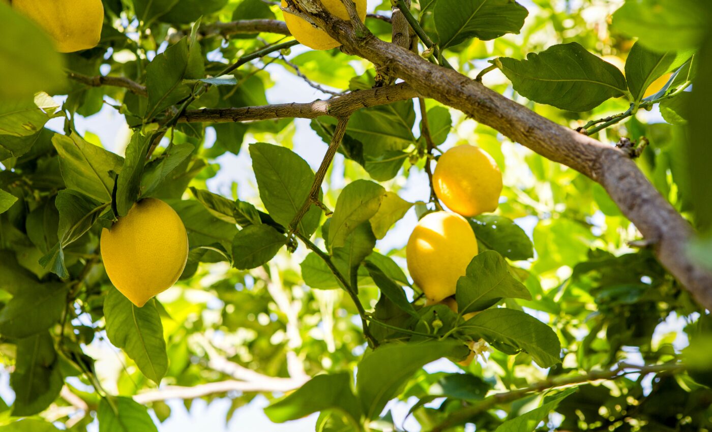 Scientists seek out citrus plants with disease resistance