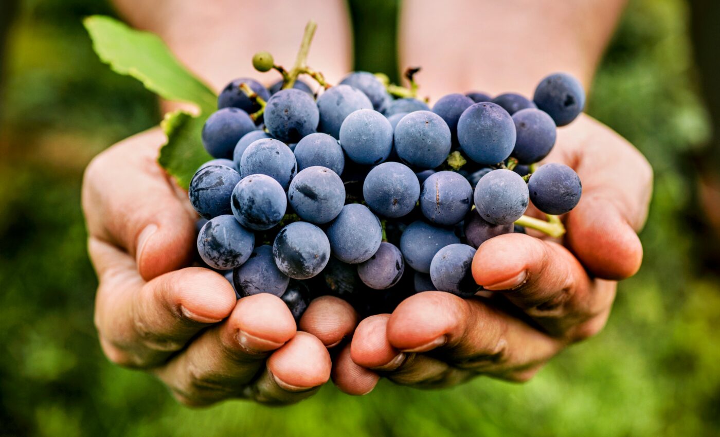 Grapes lower bad cholesterol and protect heart health