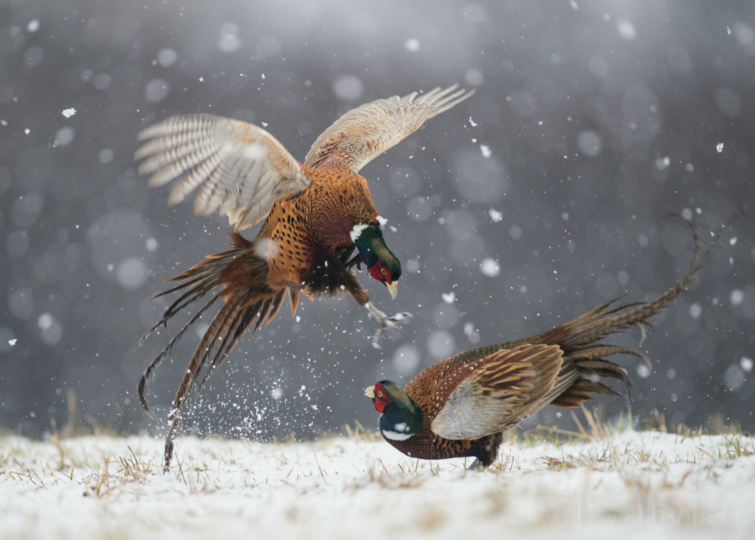 Pheasants.jpg