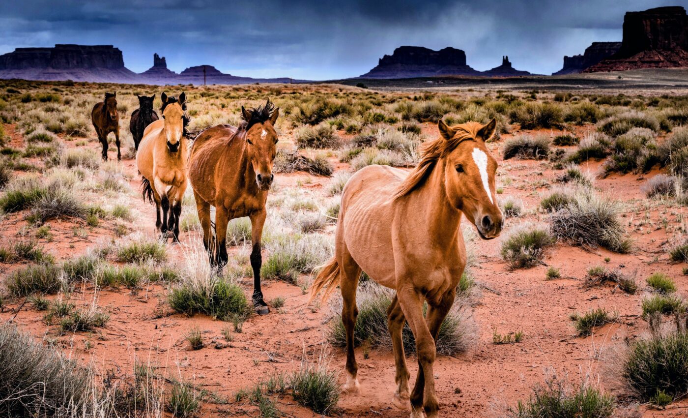 America's wild horse removals are counterproductive