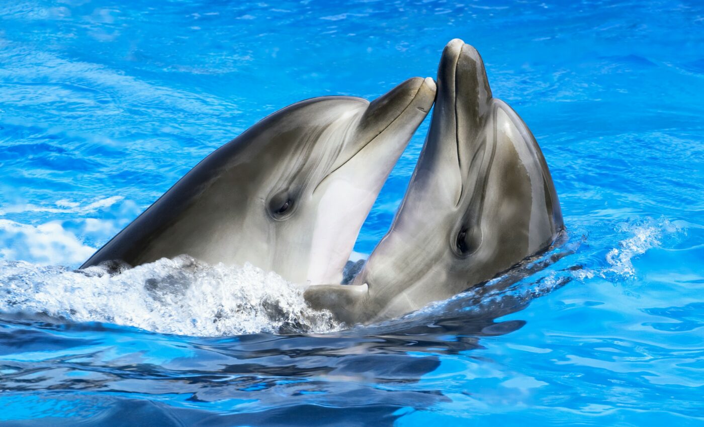 Female dolphins have a clitoris that provides sexual pleasure