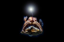Deep-sea,Stingray