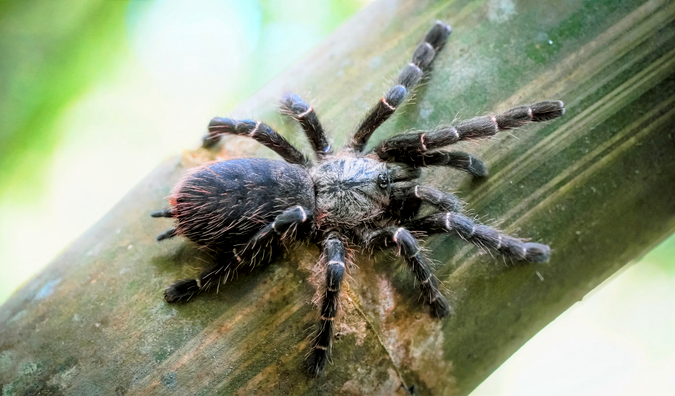 New tarantula found in Thailand lives in bamboo stalks