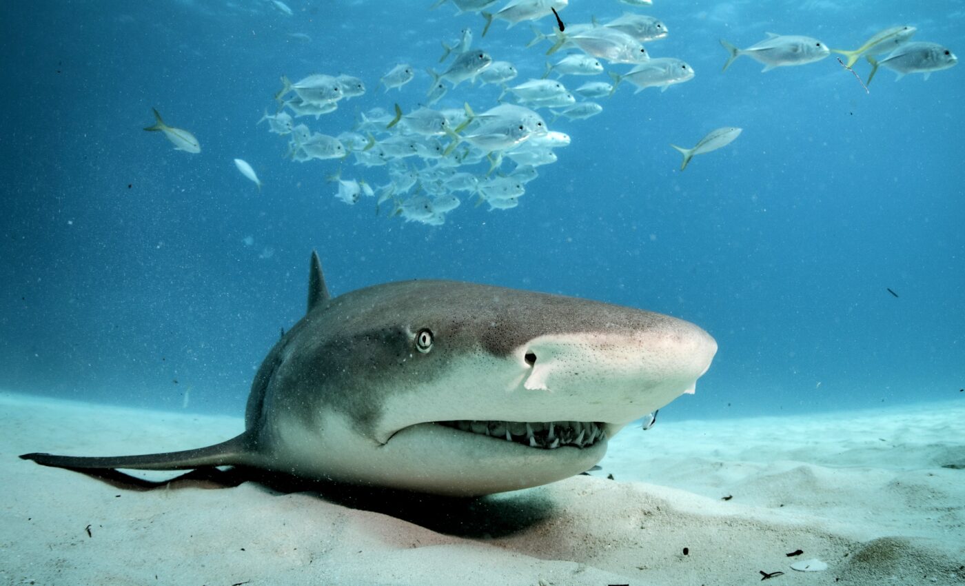 Tiger shark migrations are shifting as temperatures rise