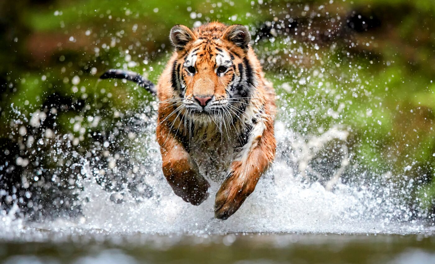 The U.S. plays a major role in the illegal tiger trade