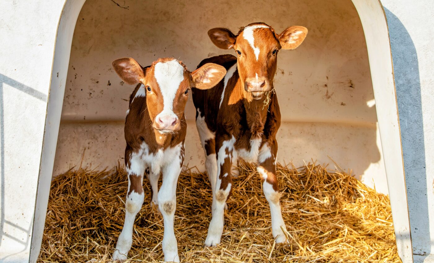 Dairy calves prefer to be housed with a companion