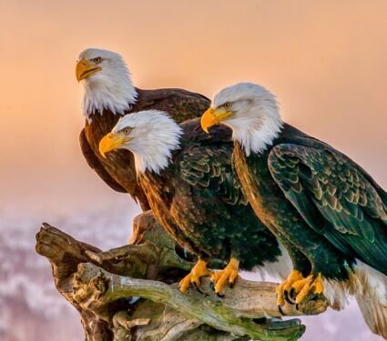 Bald-eagles.jpg