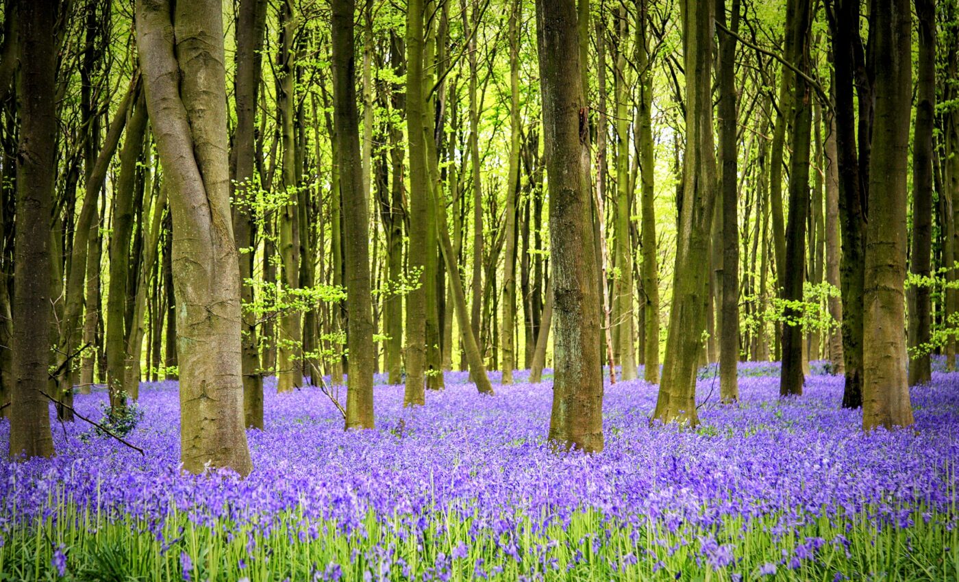 Plant cells message each other using RNA and escort proteins