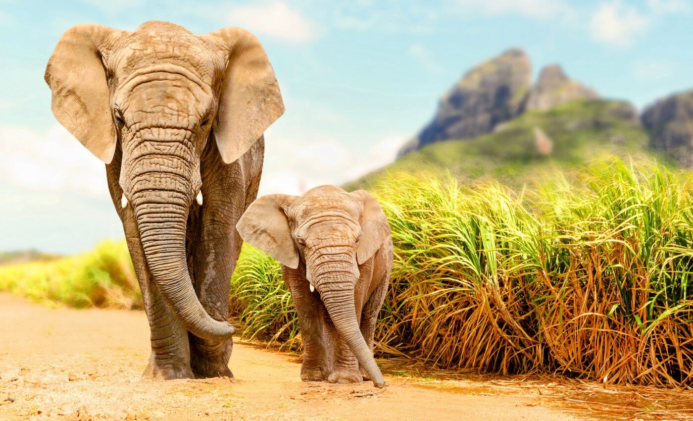 The Sixth Mass Extinction is currently in progress