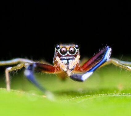 Jumping-spiders.jpg