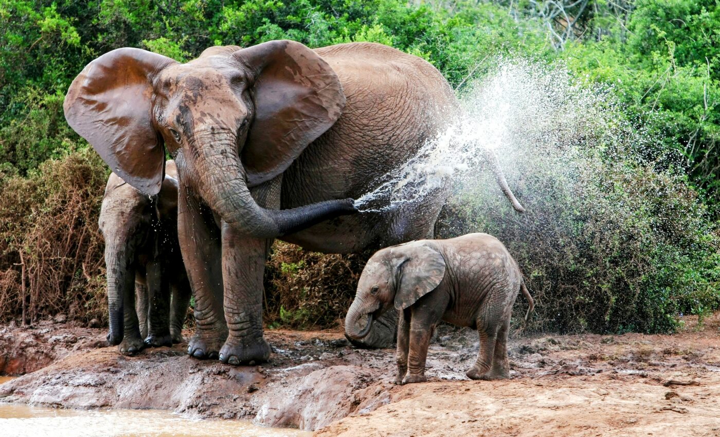 When animals flock to watering holes, so do their parasites