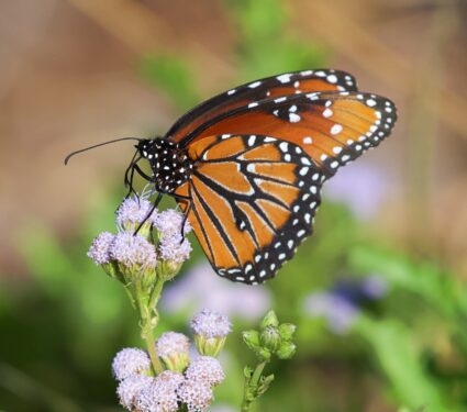 Monarch-butterflies2.jpg