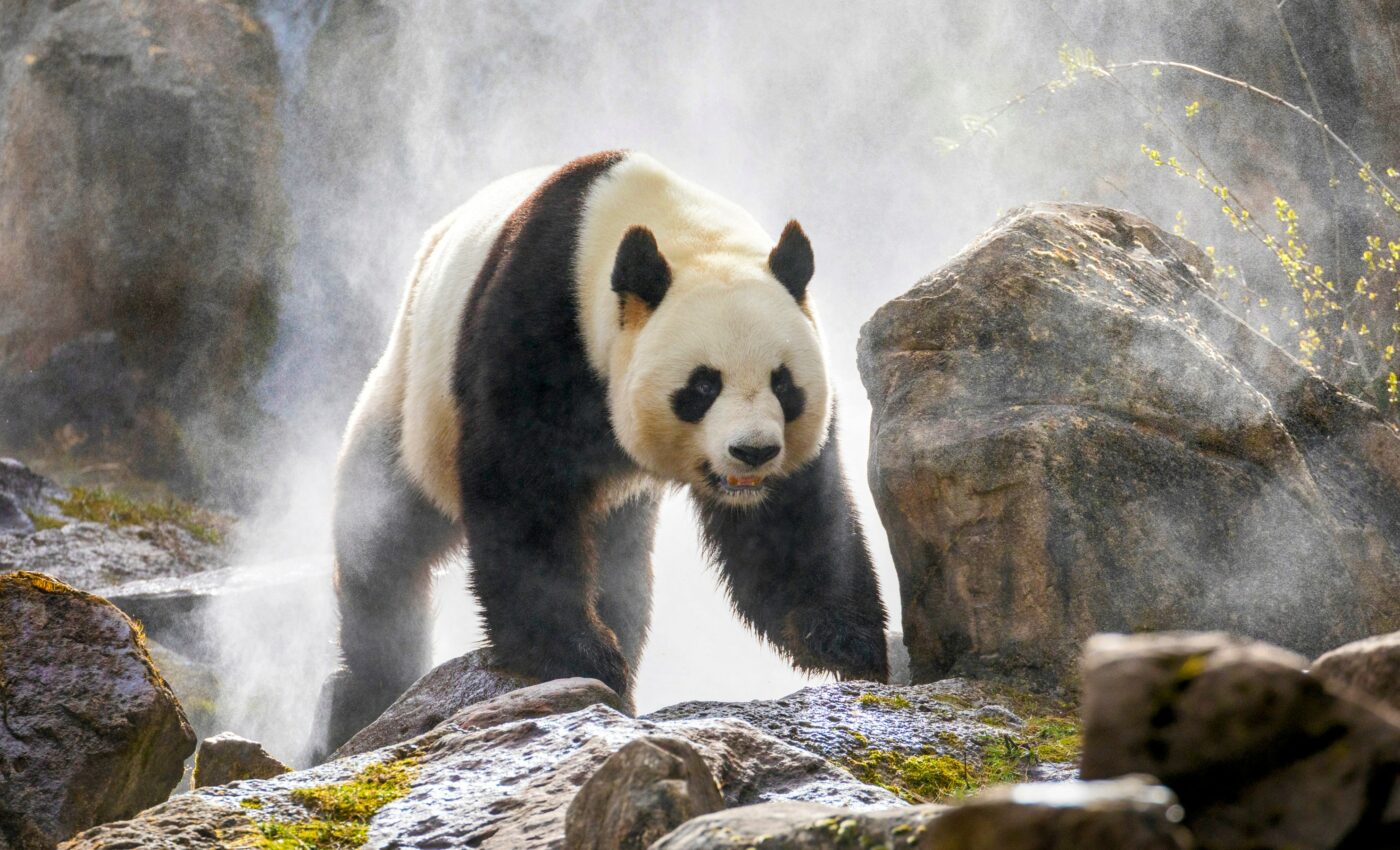 Giant pandas’ gut bacteria turn nutrient-poor food into fat