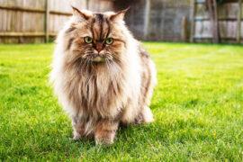 Persian,Golden,Chinchilla,Cat,In,A,Grassy,Garden