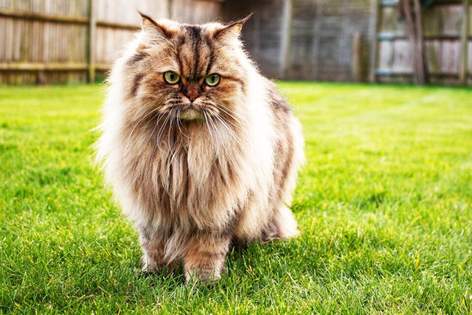 Are Cats Domesticated?