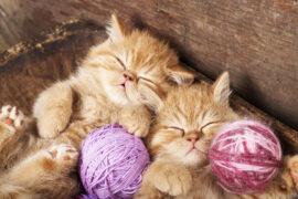 Exotic,Kittens,Sleeping,With,A,Ball,Of,Wool