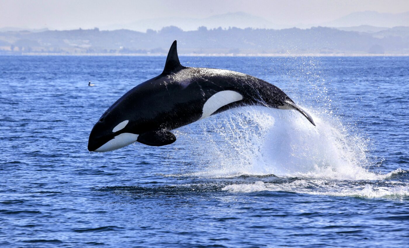 New statistical tool could improve killer whale conservation