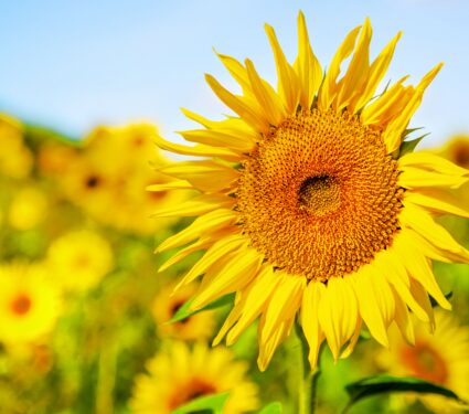 Sunflowers2.jpg
