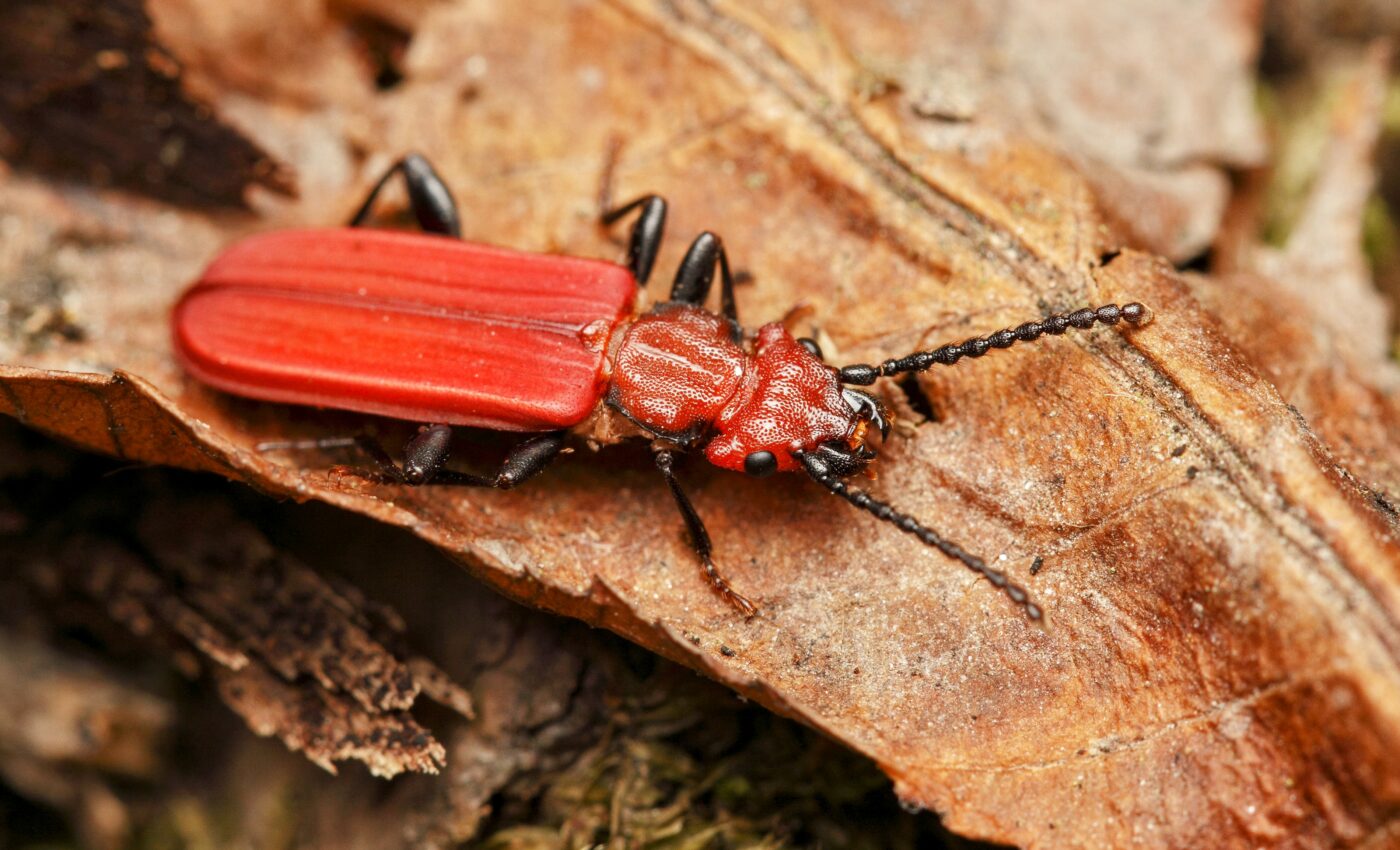 Unusual jumping behavior recorded in beetle larvae