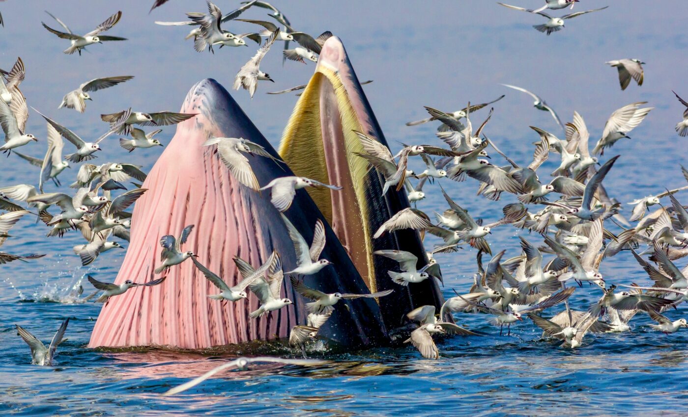 "Oral plug" prevents whales from drowning while they eat