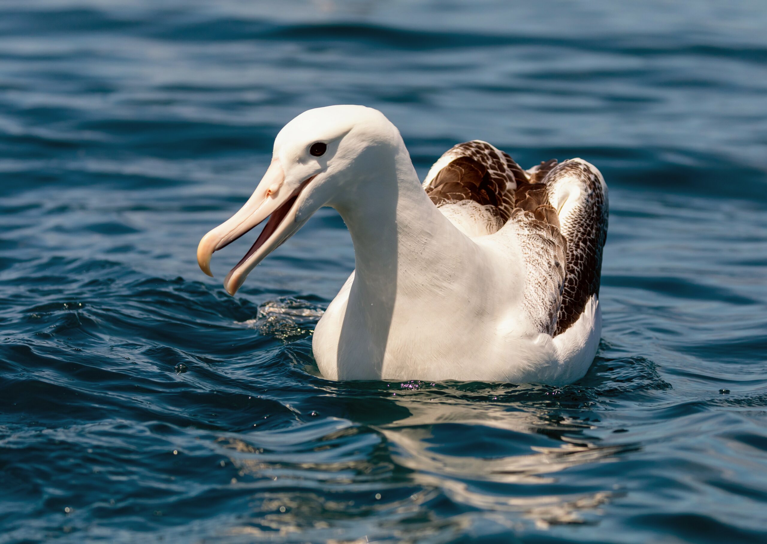 Albatrosses2.jpg