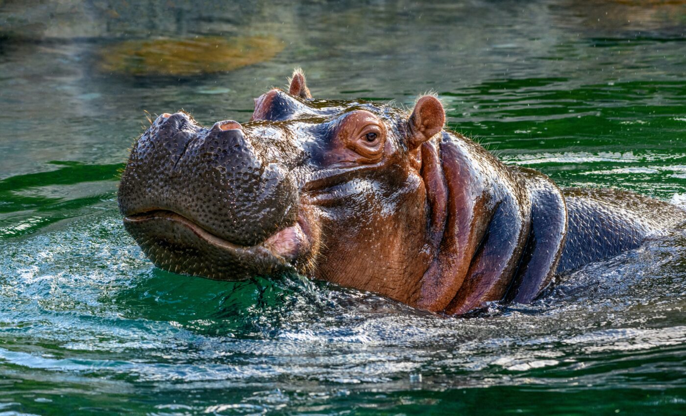 Hippos can recognize the voices of their friends