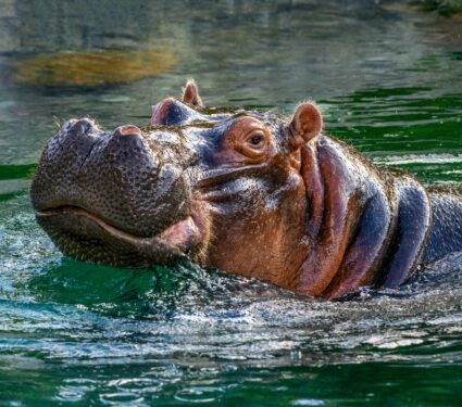 Hippos2.jpg