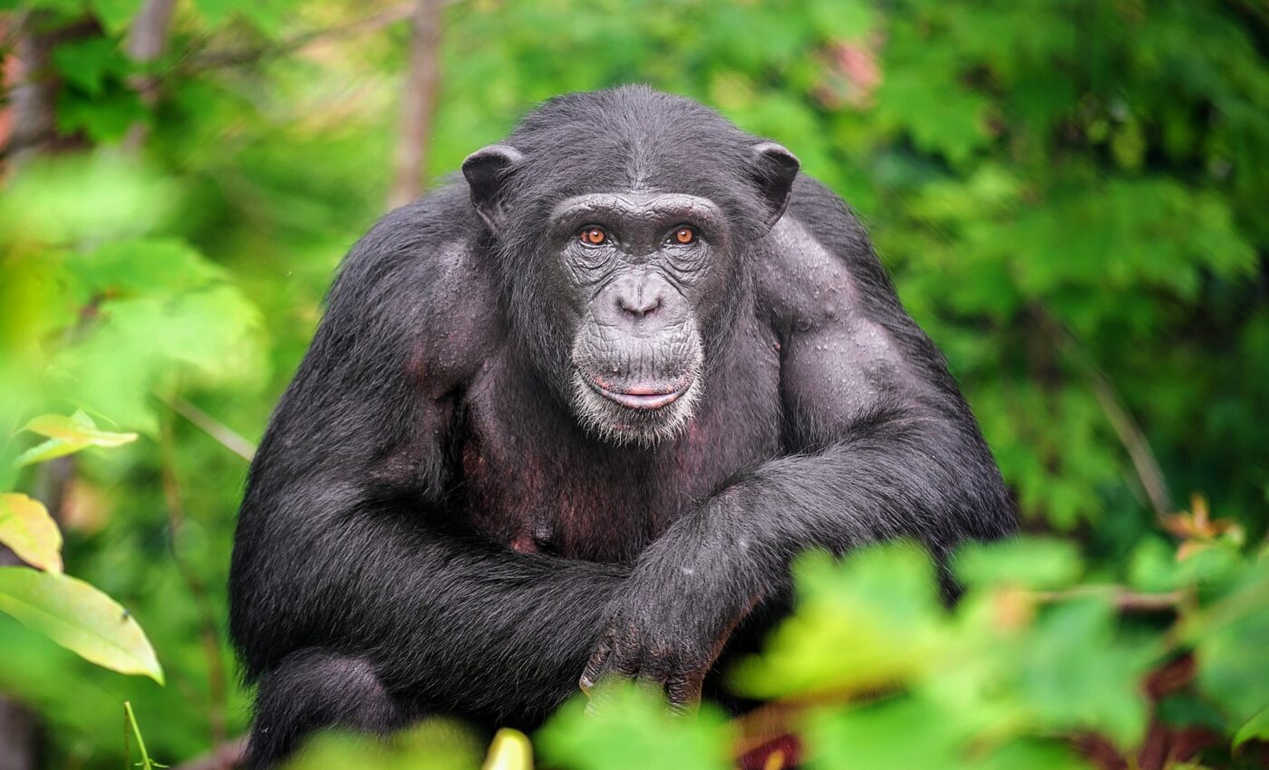 Chimpanzees seem to acquire cultural behaviors like humans
