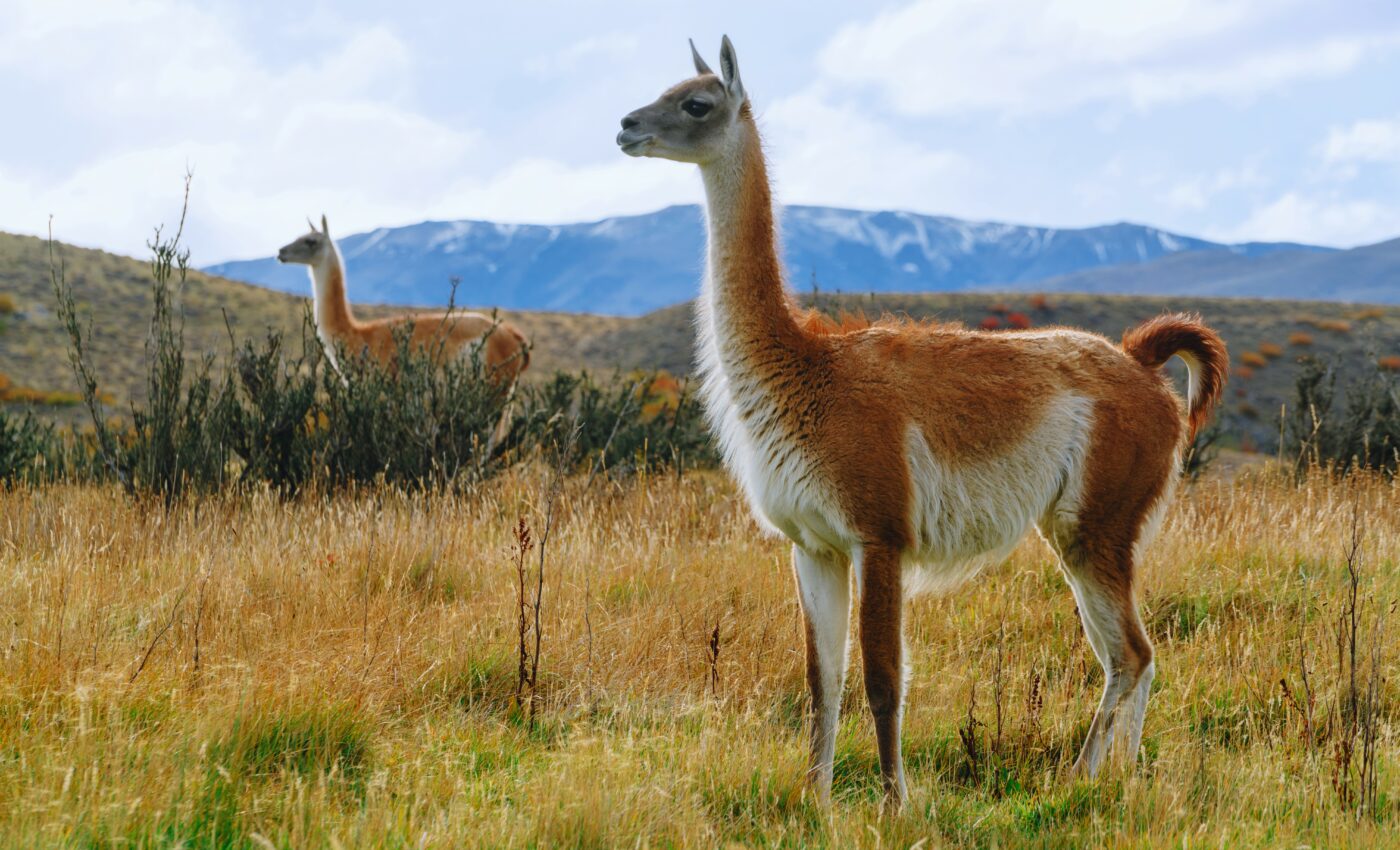 Vicuñas and guanacos decimated by mange outbreak