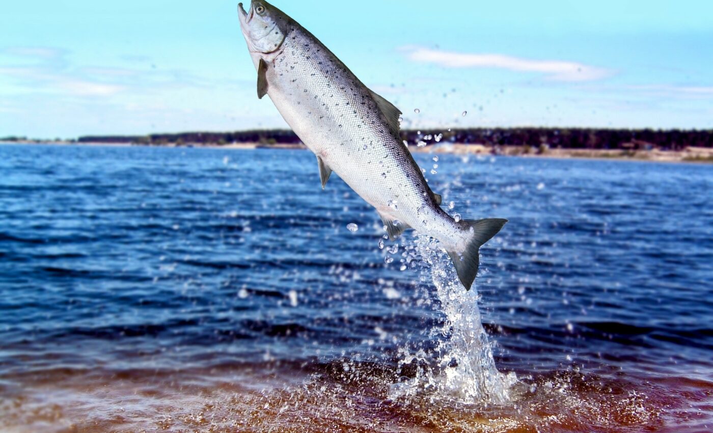River flow affects imperiled Chinook salmon population