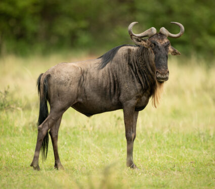 Blue,Wildebeest,Stands,Eyeing,Camera,In,Grassland