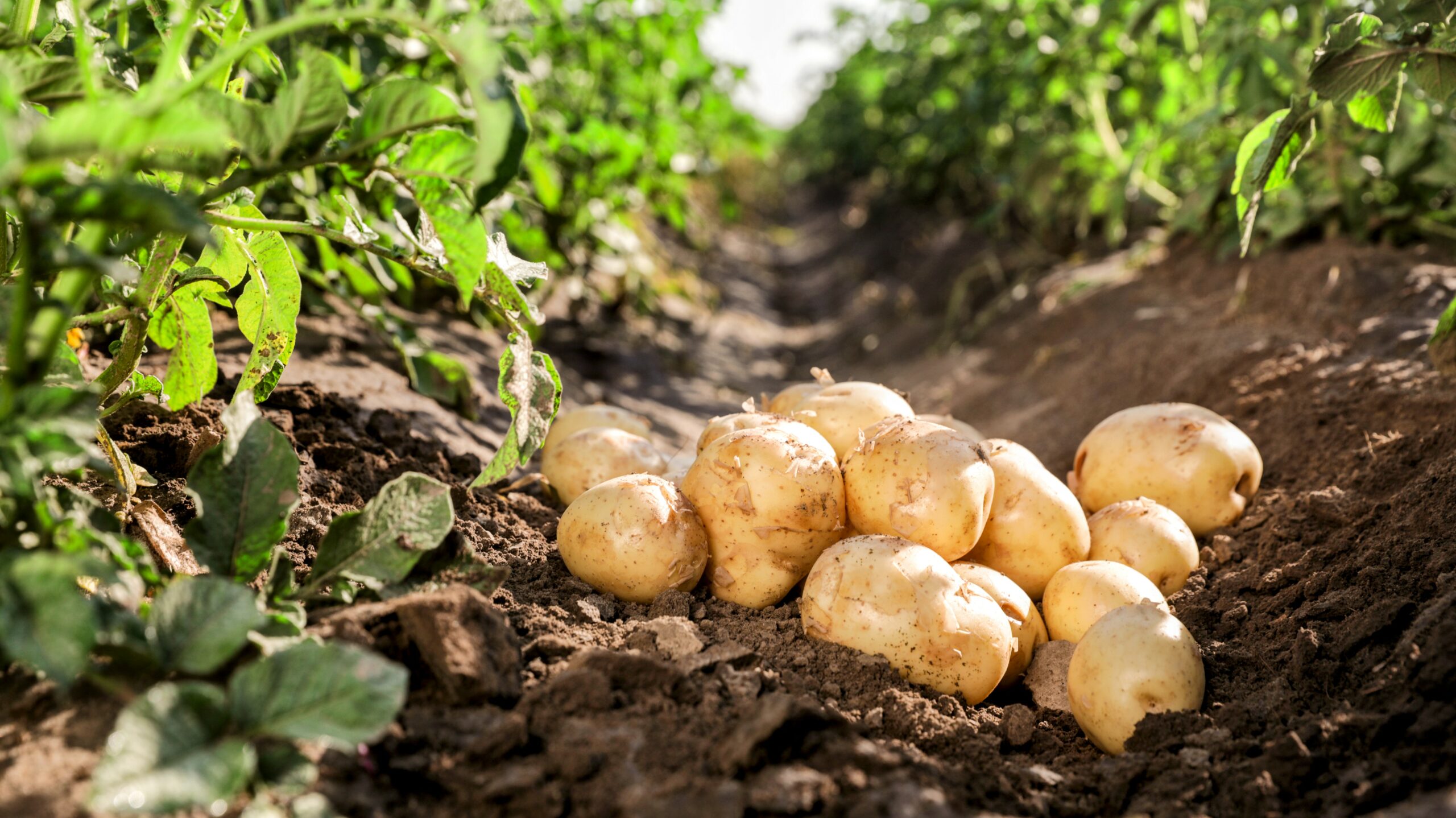 Soil bacteria can help farmers control crop diseases