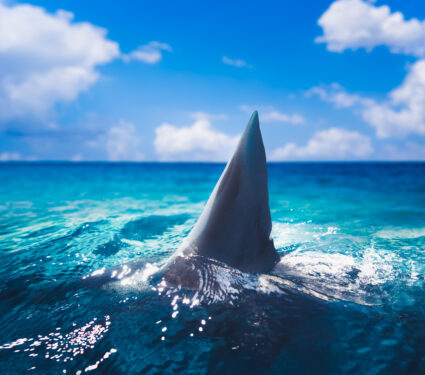 Great,White,Shark,Fin,Above,Water