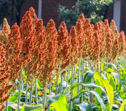Sorghum.jpg