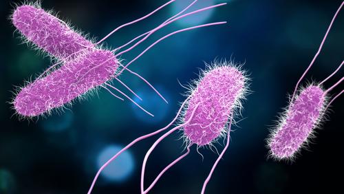 The Terrifying Biology of Zoonotic Diseases