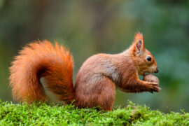 Our warming climate is changing how animals hibernate