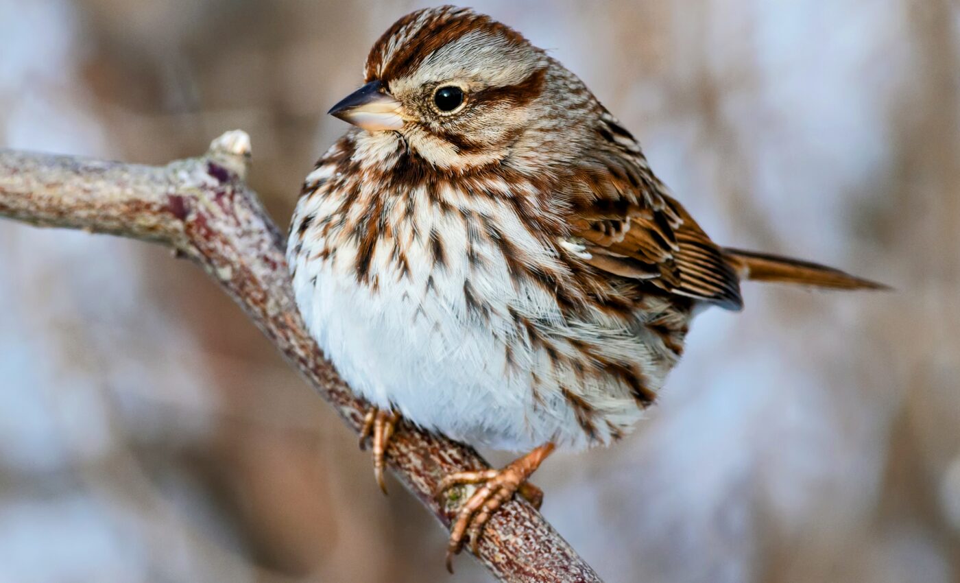 Song sparrows shuffle and mix their tunes